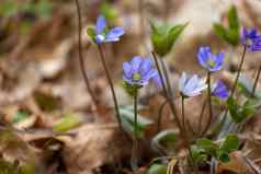 花集团常见的Hepatica蓝色的早期春天植物