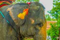 大象营大象泰国塔亚