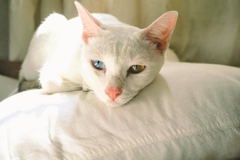 可爱的白色猫蓝色的黄色的眼睛睡觉枕头卧室<strong>首页</strong>概念的想法采用动物的想法背景