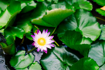 美丽的紫色的睡莲莲花<strong>花池</strong>塘黑暗绿色背景