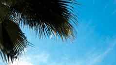 特写镜头绿色棕榈树叶美丽的椰子棕榈树蓝色的天空美丽的热带背景椰子棕榈树夏天天空热带共鸣