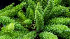 绿色蕨类植物特写镜头热带绿色叶子背景蕨类植物棕榈monstera美味的叶墙黑暗爽肤水花丛林模式概念背景关闭