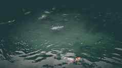 色彩斑斓的花俏的鲤鱼鱼锦 鲤鱼自然水池