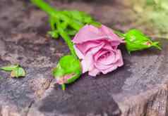 美丽的单粉红色的玫瑰孤立的木背景粉红色的玫瑰花雨滴背景粉红色的玫瑰花自然