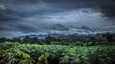 水平全景热带热带雨林轮廓风格树山丛林概念