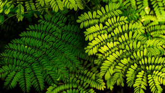 蕨类植物叶森林绿色蕨类植物叶子黑暗背沟影子森林