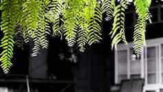 绿色叶子蕨类植物热带雨林树叶植物叶背景蕨类植物叶子绿色植物框架绿色叶子蕨类植物首页花园的想法自然爱的