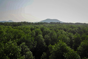 森林绿色<strong>山</strong>森林景观有<strong>雾</strong>的<strong>山</strong>森林神奇的森林景观<strong>山</strong>森林云景观多<strong>雾</strong>的森林<strong>山</strong>森林景观