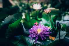 美丽的紫色的睡莲莲花花池塘黑暗绿色背景