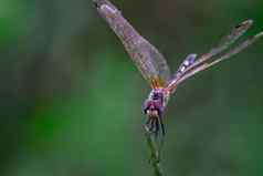 美丽的颜色一边蜻蜓关闭宏小昆虫动物植物长尾巴半透明的翅膀野生动物夏天环境自然场模糊绿色背景