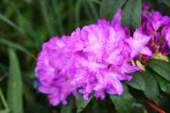 美丽的大花杜鹃花绿色郁郁葱葱的模糊背景淡紫色花绿色叶子森林盛开的杜鹃花夏天花园紫色的白色彩色的花