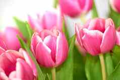 美丽的群郁金香孤立的白色背景花束花内部房间植物粉红色的春天植物植物区系盛开的开花色彩斑斓的充满活力的百合在室内