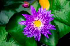 美丽的紫色的睡莲莲花花池塘黑暗绿色背景