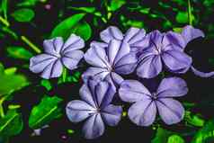 花植物花野生春天叶野花软柔和的颜色花紫色的淡紫色花花瓣