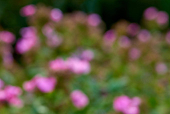模糊散<strong>焦</strong>背景散景Copyspace紫色的开花花日益增长的花园<strong>首</strong>页集团新鲜的粉红色的植物玫瑰布什后院植物花园