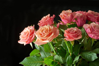 粉红色的<strong>玫瑰</strong>日益增长的黑色的背景Copyspace特写镜头美丽的群新鲜的<strong>花开</strong>花味蕾茎可爱的花花束礼物母亲一天情人节