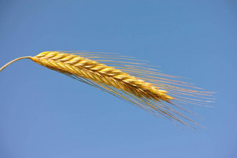 特写镜头头小麦蓝色的天空<strong>农业生产</strong>清晰的背景耳朵培养有机粮食干玉米大麦斯派克内核收获吹风