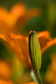 特写镜头盛开的百合属植物maritimum模糊背景肖像巴德盛开的过程美丽的图片小橙色花宏照片自然花盛开的百合属植物