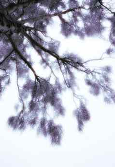 湿树分支覆盖雪冬天轮廓冻树枝叶子白色雪背景冷淡的分支机构树植物冷天气森林降雪森林