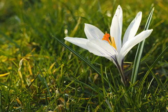 肖像视图很多白色番红花属软焦点春天自然特写镜头白色番红花属花自然概念春天设计的地方文本草地景观开花