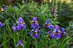 紫色的虹膜花日益增长的植物花园在户外春天风景优美的景观植物充满活力的色彩鲜艳的花瓣开花自然风景优美的景观美丽的花朵自然