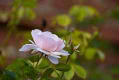 美丽的白色木兰花树绿色叶子模糊背景开花光粉红色的木兰花花园植物背景阳光明媚的一天