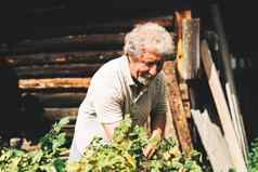 成熟的成人农民收获草本植物有机花园太阳在户外概念日益增长的有机产品活跃的退休