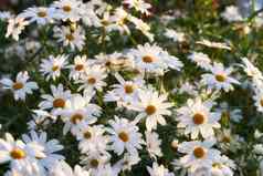 花圃雏菊日益增长的绿色公园自然储备玛格丽特常年开花植物多叶的灌木盛开的阳光美丽的装饰白色花朵花花园