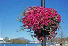 景观视图粉红色的surfina花长葡萄树挂波兰美丽的图像城市边街波兰覆盖粉红色的花明亮的蓝色的天空