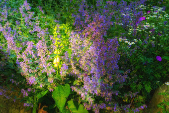 美丽的盛开的花6月花园美丽的紫色的猫薄荷阴影太阳偷窥紫色的猫薄荷植物花园布鲁姆