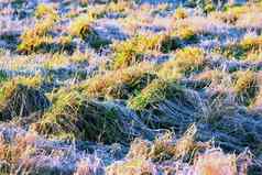 特写镜头杂草丛生的绿色草日益增长的沼泽沼泽挪威变形背景不文明的书湿地远程区域野生植物生活爬覆盖潮湿的地面