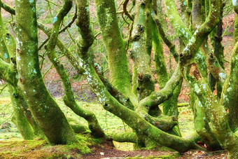 集团长满青苔的树树干覆盖藻类日益增长的森林夏天绿色只<strong>树桩</strong>场自然背景畸形奇怪的<strong>植物</strong>神秘的景观