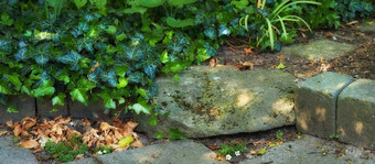 视图入口灌木植物石头楼梯公园包围热带植物<strong>花图片</strong>艾薇干叶子下降了地板上白色花
