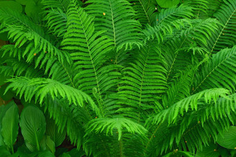 明亮的绿色蕨类<strong>植物</strong>叶<strong>蓬勃发展</strong>的花园集团蕨类<strong>植物植物</strong>日益增长的郁郁葱葱的充满活力的热带环境新鲜的花树藤蔓状纹理户外阴影朴实的自然装饰