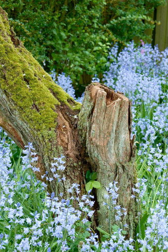 莫斯覆盖木树树桩开花布什充满活力的野风信子花背景宁静和平私人首页后院蓝色的Scillasiberica植物日益增长的空宁静的花园