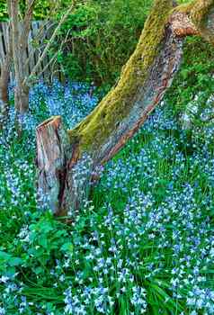 前视图野风信子花郁郁葱葱的森林夏天蓝色的植物日益增长的植物花园春天美丽的开花植物初露头角的绿色后院植物区系繁荣的自然