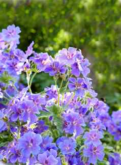 草地天竺葵花绿色森林夏天紫色的植物日益增长的郁郁葱葱的植物花园春天美丽的紫罗兰色的开花植物初露头角的自然环境夏季