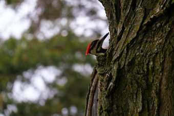 pileated啄木鸟窥视一边树