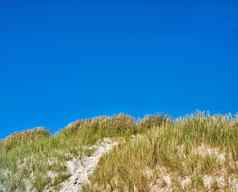 景观沙子沙丘蓝色的天空复制空间西海岸日德兰半岛loekken丹麦特写镜头塔夫茨大学绿色草日益增长的空海滩明亮的阳光明媚的夏天一天