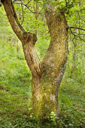 树干橡木树绿色森林古老的橡子树日益增长的森林荒野树长满青苔的树皮树桩无人居住的自然场景神奇的景观探索冒险