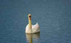 优雅的白色天鹅游泳湖天鹅野生肖像白色天鹅游泳湖