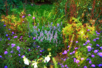 杂草丛生的花园植物郁郁葱葱的绿色后院红色的开花灌木明亮的紫色的花朵草本植物野生花日益增长的公园充满活力的自然场景复制空间
