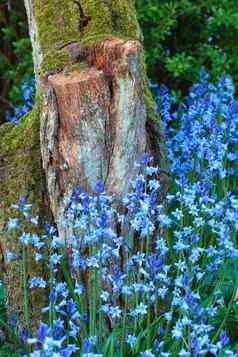 群蓝色的花日益增长的长满青苔的树桩野生野风信子植物包围腐烂的地底覆盖树树干春天色彩斑斓的多叶的花朵盛开的植物花园森林