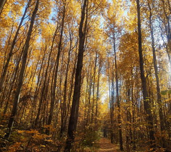 森林树秋天下降叶子可爱的秋天背景秋天森林路径路径秋天森林秋天森林景观