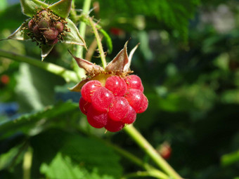分支成熟的树莓花园