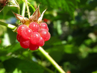 分支成熟的树莓花园