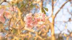 美丽的粉红色的花喜欢樱花花樱桃开花美丽的自然背景春天花树开花浪漫的粉红色的花树情人节婚礼背景