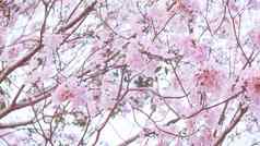 美丽的粉红色的花喜欢樱花花樱桃开花美丽的自然背景春天花树开花浪漫的粉红色的花树情人节婚礼背景