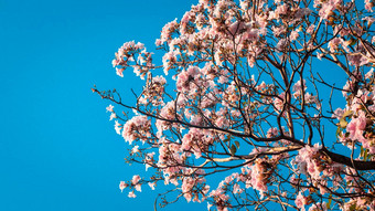 关闭美丽的景观<strong>春天</strong>粉红色的花盛开的树树枝粉红色的花盛开的树<strong>春天</strong>美丽的樱桃开花樱花<strong>春天</strong>时间蓝色的天空