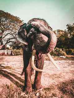 成人大象象牙图斯克砾石路大城府泰国
